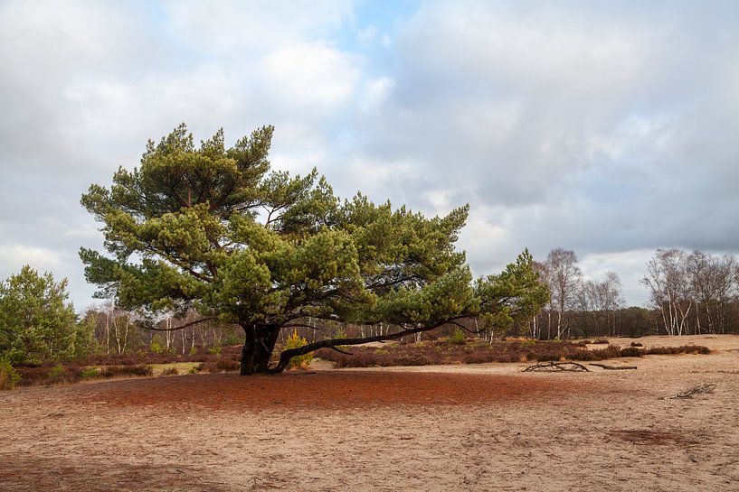 Kalmhoutse Heide by Nel Diepstraten