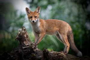 Fox sur Hester Goeman