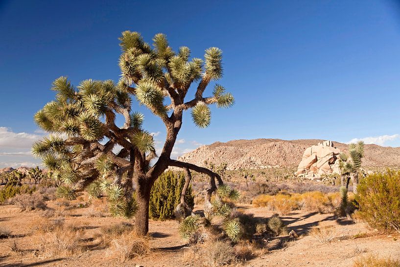 Joshua-Tree-Nationalpark,  Kalifornien von Peter Schickert