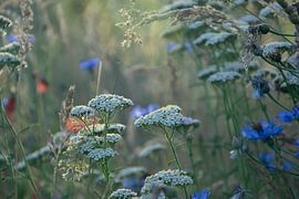 A dreamy meadow by Kimfaesdesign