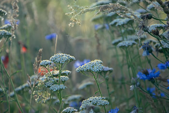 A dreamy meadow