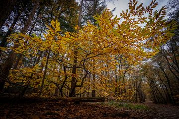 Vergeelde bladeren in het bos; de herfst is begonnen by Hans de Waay