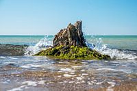 Souche d'arbre avec mousse sur la côte de la mer Baltique