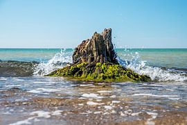 Boomstronk met mos aan de Oostzeekust van Hans-Jürgen Janda