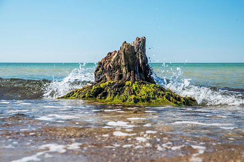 Souche d'arbre avec mousse sur la côte de la mer Baltique sur Hans-Jürgen Janda