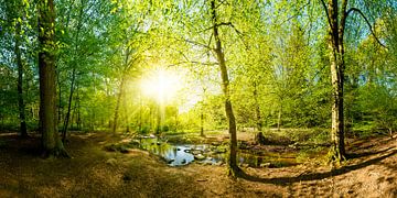 Wald mit Bach und Sonne von Günter Albers