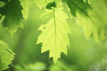 Frisches grünes Laub an den Bäumen im Frühling im Wald. Schöne Frühlingsfarben entstehen zu Beginn d