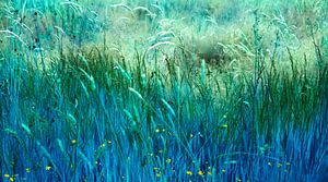 Blaues Gras II