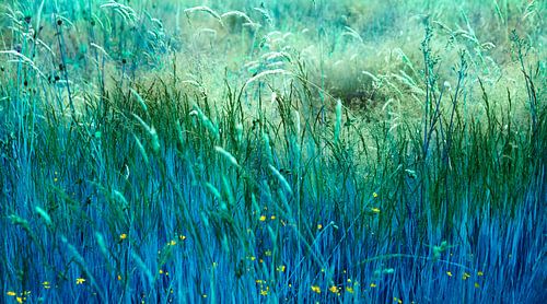 Blauw gras II