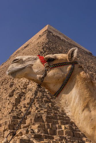Camel with pyramid
