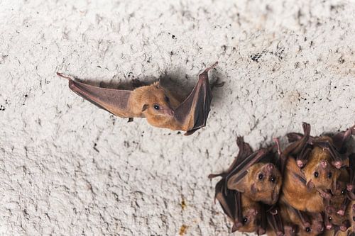 nil sur Saartje Lommelen