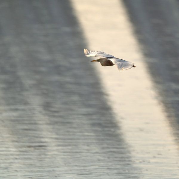 Javareiher fliegt vorbei von Anges van der Logt