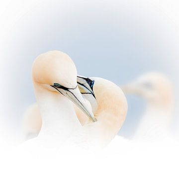 Jan van Genten von Ingrid Van Damme fotografie