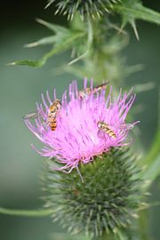 Distel met bijen. by Eelco Warmerdam