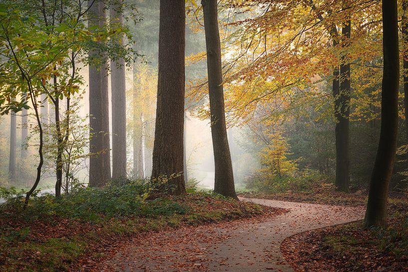 The winding path #2 by Edwin Mooijaart
