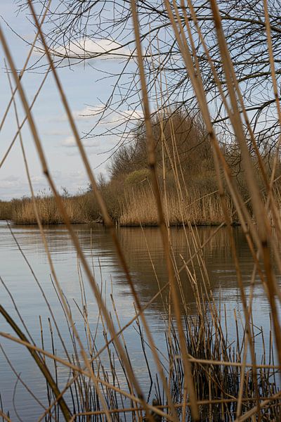 zwischen den Schilfgürteln betrachtet, der Biesbosch von Aan Kant