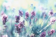 Lavendel Sommerträume von Tanja Riedel Miniaturansicht