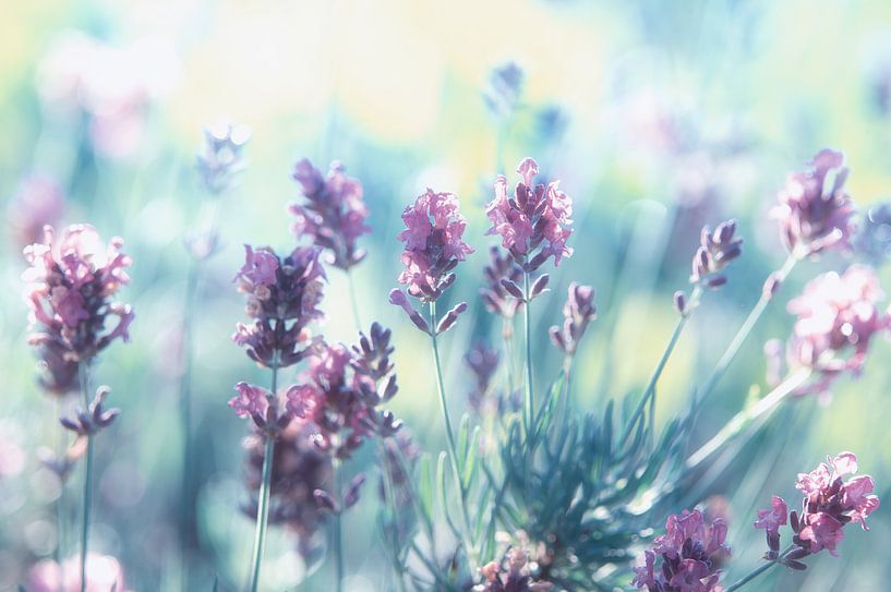 Lavendel Sommerträume von Tanja Riedel