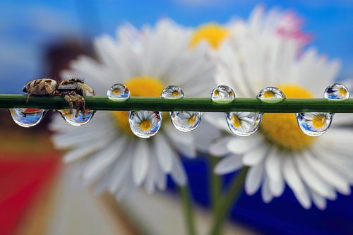 Madelief Reflection Dutch Landscape