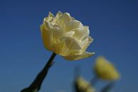 Weiße Tulpe von Christop.nl Miniaturansicht