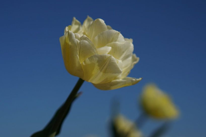 Weiße Tulpe von Christop.nl