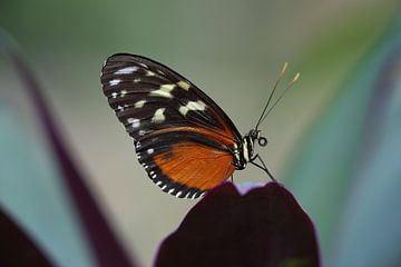 Tijger-Passiebloemvlinder (Heliconius hecale) van Ronald Pol