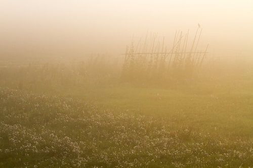 Houtduif of hek in de mist