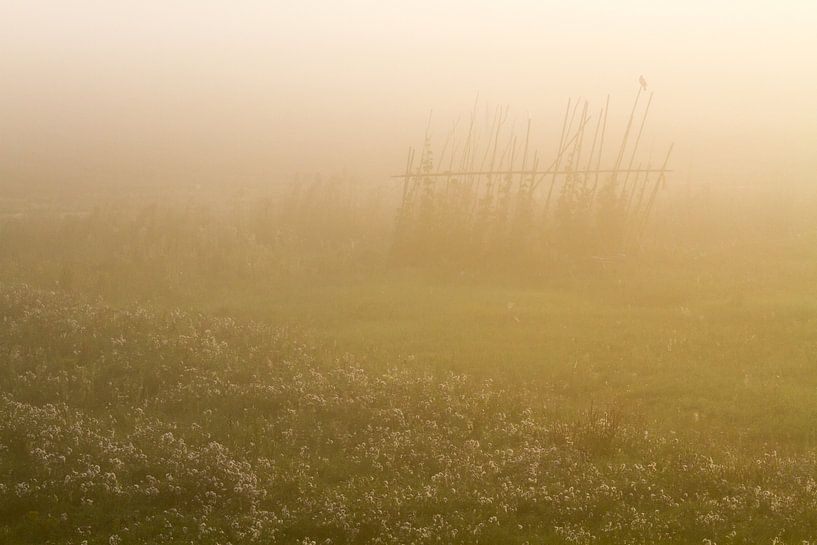 Houtduif of hek in de mist van Menno van Duijn