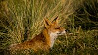 Red fox.