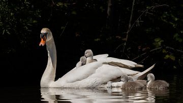 Junge Schwäne von Menno Schaefer