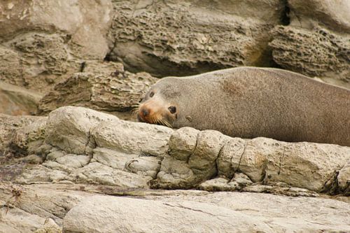 Zeehond in camouflage