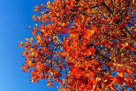 Autumn leaves against a clear blue sky
