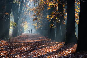 Wandelen tijdens een mistige zonsopkomst in het Zeister bos in Zeist! van Peter Haastrecht, van