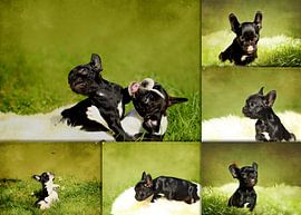 Collage Französische Bulldoggenwelpen sur Heike Hultsch