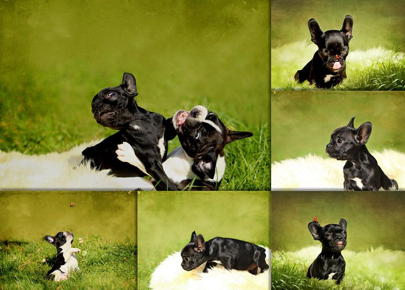 Collage Französische Bulldoggenwelpen by Heike Hultsch