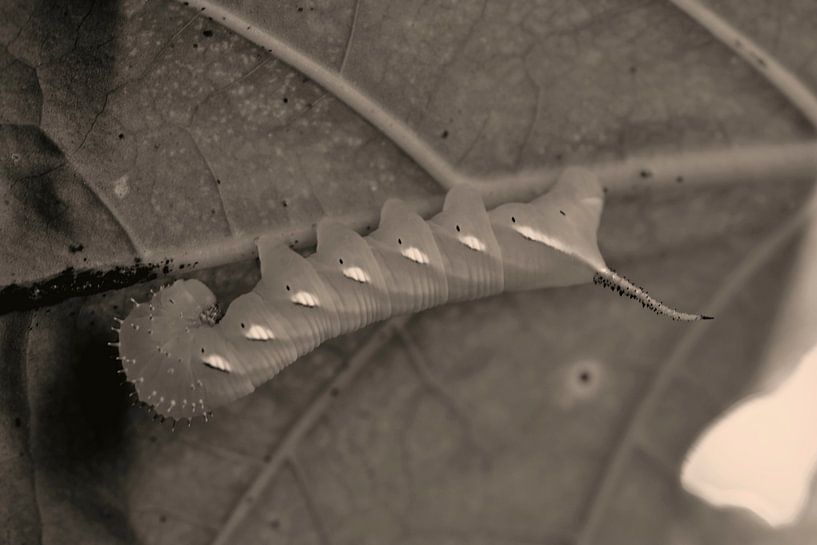 Rups by Annemarie Winkelhagen