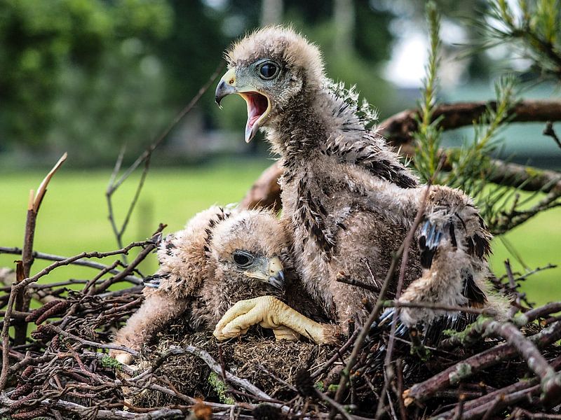 Jonge Woestijnbuizerd van Loek Lobel