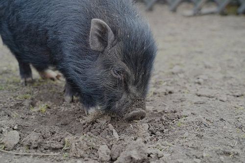 1 jaar oude minivarkens in de tuin