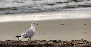 Mouette sur la côte