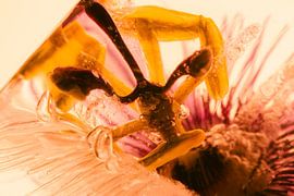 Passion flower in ice 2 by Marc Heiligenstein