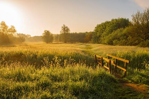 Gras, eine Brücke und eine Reihe von Bäumen bei Sonnenaufgang