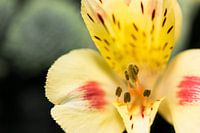 Alstoemeria