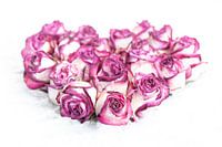 Heart of roses