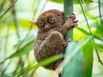 Tarsier auf der Insel Bohol auf den Philippinen von Teun Janssen