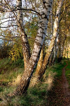 Herbstbirken sur Ostsee Bilder