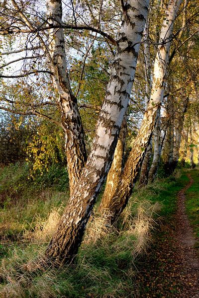 Herbstbirken van Ostsee Bilder