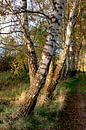 Herbstbirken van Ostsee Bilder thumbnail