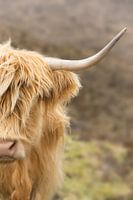 Portrait of a Scottish Cow