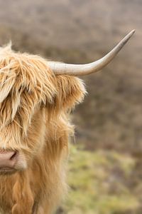 Portret van een Schotse Hooglander van Marloes van Pareren