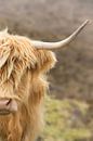 Portret van een Schotse Hooglander van Marloes van Pareren thumbnail